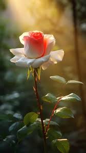 view of beautiful blooming rose flower
