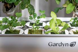 The Rise Of At Home Hydroponic Gardens