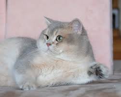 Find 90,039 ads in cornwall's largest independent classifieds or become a free ad trader & post for free in minutes. Silvertales Cattery British Shorthair Kittens For Sale