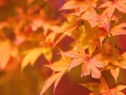 Autumn Ppt Backgrounds Download Free Autumn Powerpoint