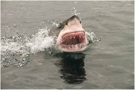 great white shark devours porpoise