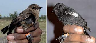 Perbedaan jantan/betina burung decu kembang. Panduan Awal Penangkaran Burung Decu Om Kicau