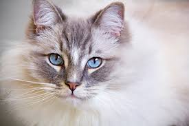 what does kidney failure in cats really