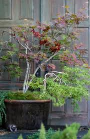 10 Top Trees To Grow In Containers