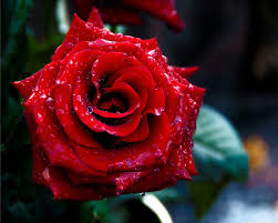 77 red rose flowers wallpapers