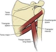 It connects the scapula to the humerus, along with the teres major and infraspinatus muscles, which lie on either side and overlap the teres minor. Ballet Webb Technical Tuesday Teres Minor And Teres Major