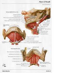 mouth floor muscles diagram quizlet