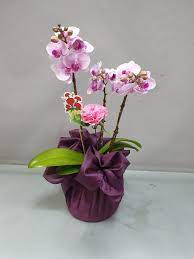 orchid design mini flower gift korea