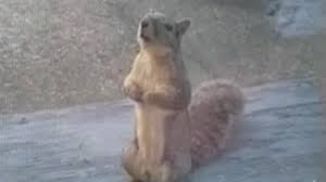 Wild Squirrel Waits Patiently At The Window Every Morning For A Peanut -  The Animal Rescue Site News