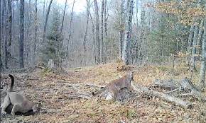 Watch: Rare Trail Cam Video Shows Cougar Killing a Deer in Michigan |  Outdoor Life