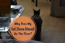 my cat throw himself on the floor