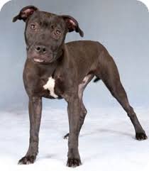 While most people are certain the american staffordshire terrier originated as a mix between the bulldog and a terrier breed, there is little agreement on what type of terrier this was. Chicago Il American Staffordshire Terrier Meet Mink A Pet For Adoption