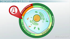 Explain at least three effects of this property on living organisms. The Cell Cycle Control System Video Lesson Transcript Study Com