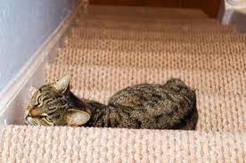 stop cats from scratching carpet on stairs