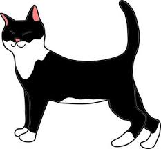 black and white cat tuxedo pattern