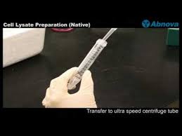 cell lysate preparation native you