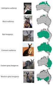 conservation of abundant kangaroo species