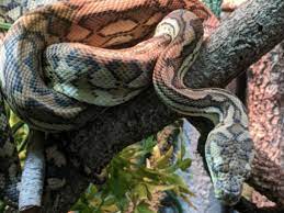 carpet python morelia spilota care