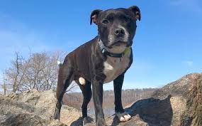 Rather, that is a descriptor of a group of breeds, one that. Staffordshire Bull Terrier Breed Info Guide Facts And Pictures Bark