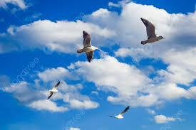 flying birds flying freely background
