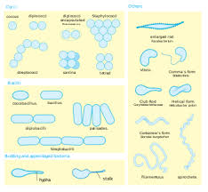 Bacteria Wikipedia