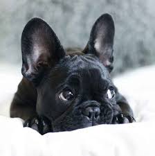 All of our puppies come with health guarantee, regristration and up to looking for furever homes for our beautiful french bulldog puppies. French Bulldog Colors Explained Ethical Frenchie