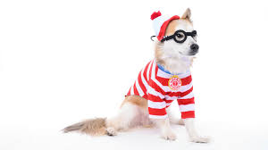 Halloween 2019 13 Cute And Affordable Costumes For Dogs