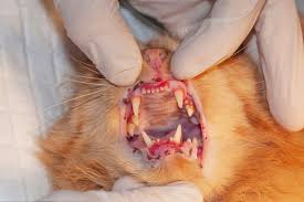 gum disease in cats our vet explains