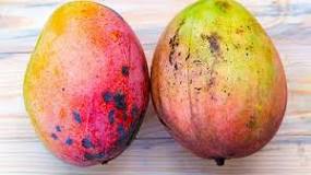 Why mangoes should not be refrigerated?