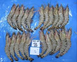 head on black tiger shrimps prawns