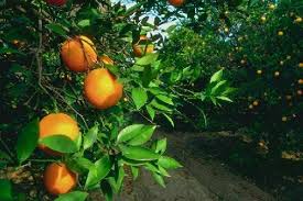 turunçgil ağacı ile ilgili görsel sonucu