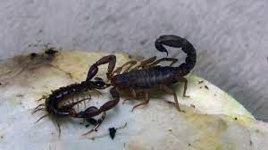 When you think about scorpions (as i am sure you often do) you usually picture one of those old westerns set in a dry southwestern desert with a hapless cowboy waking up with a deadly scorpion. The Indigenous Tennessee Scorpion Youtube