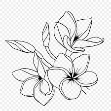 tropical flowers outline png