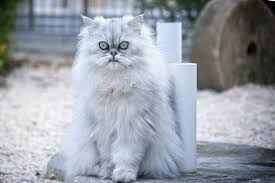 Thinking about getting a cat? Top 10 Most Beautiful Cat Breeds In The World The Mysterious World
