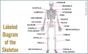 A List Of Bones In The Human Body With Labeled Diagrams