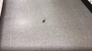video shows tiny mouse running around