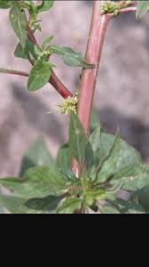 But technically, botanists identify those thorns on weeds as spines or prickles. Weed With Nastiest Thorns Ever Pictures Growing Fruit