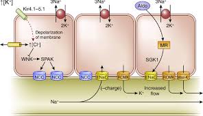 mechanisms of potium secretion by