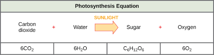 5 1 overview of photosynthesis