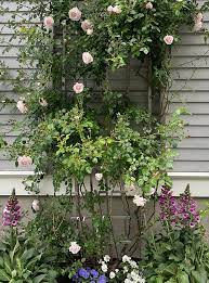 Growing Garden Roses At Home Tips And