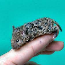 🐀💕 7 невероятно милых фото кудрявых мышей | Sntch.com | Дзен