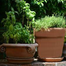 cleaning clay pots how to clean