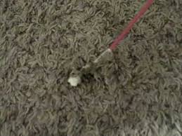 remove stain varnish from carpet