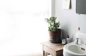 14 bathroom plant ideas that will