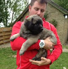 Recently chosen by forbes magazine as one. Leonberger Puppies For Sale Breeders And Dog Breed Induced Info