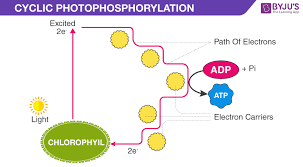 Cyclic Photo Phosphorylation