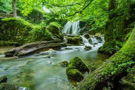 waterfalls in forest free stock photo