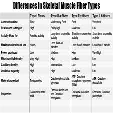 Difference In Muscle Fiber Types Core Muscle Exercises