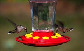 homemade hummingbird nectar how to