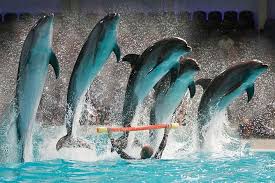 dubai dolphinarium tickets 2024